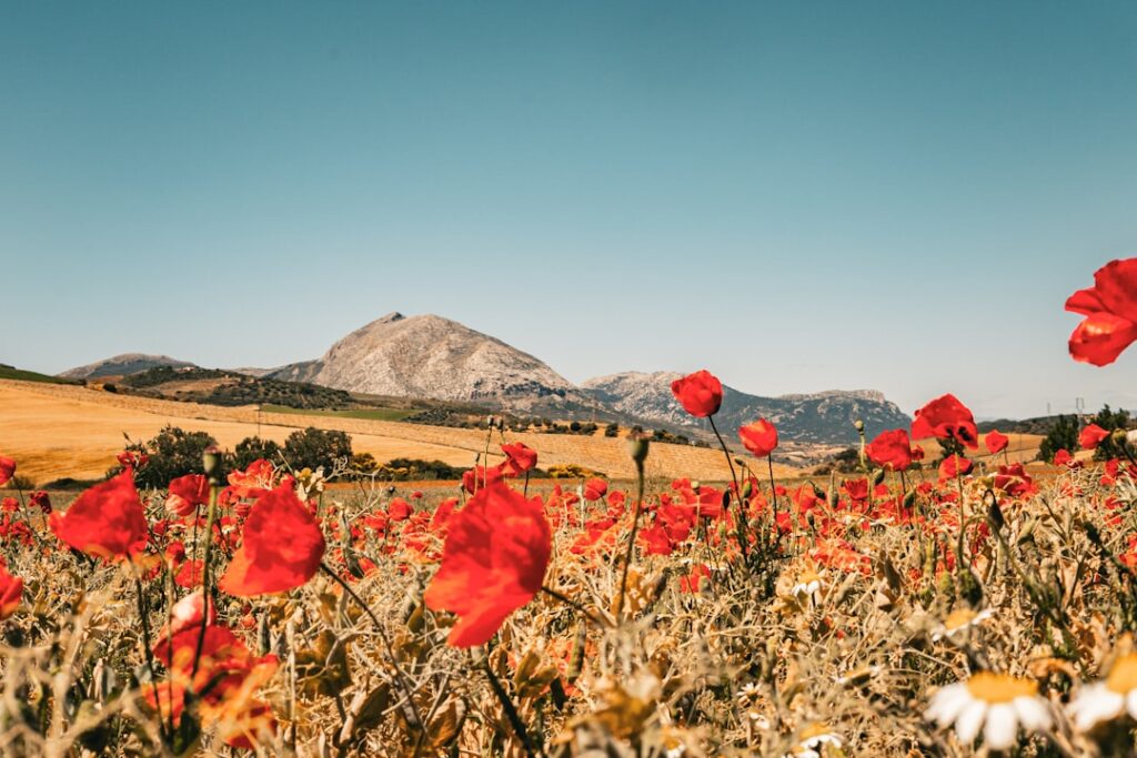 découvrez l'andalousie, une région envoûtante du sud de l'espagne, riche en histoire, culture vibrante et paysages à couper le souffle, alliant traditions mauresques et joie de vivre espagnole.