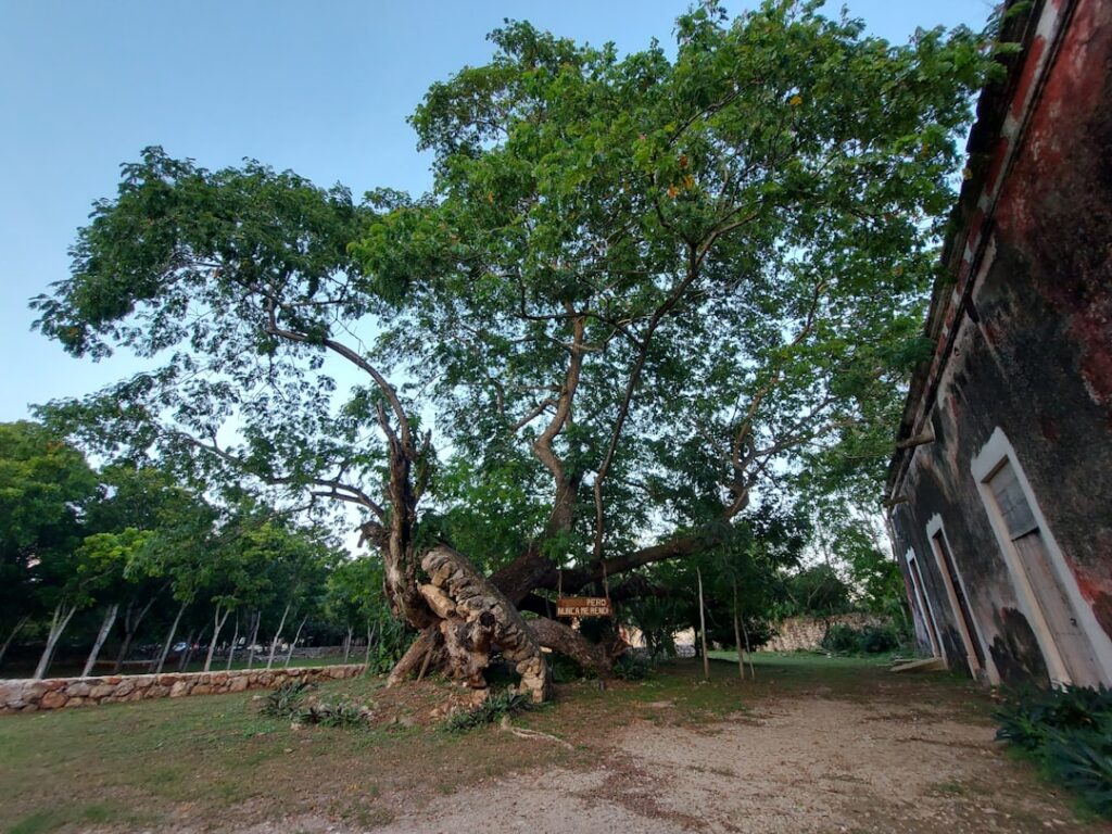 découvrez l'univers unique de l'hacienda, demeure traditionnelle d'origine espagnole aux allures authentiques et chaleureuses, symbole de charme et d'histoire, idéale pour l'organisation d'événements, de séjours ou pour s'inspirer d'une décoration typique.